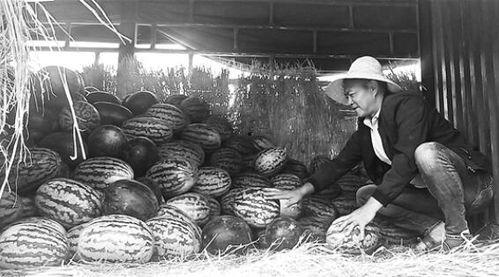 广西柳州吃瓜群众事件始末,一场网络舆论的风波与反思