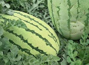 吃瓜群众库尔勒的瓜